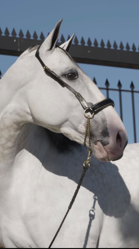 Saved public reels media preview 7 from @sergioramos snapshot