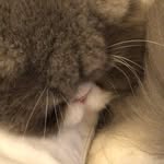 Saved public highlight cover 2 for @tatawerneck