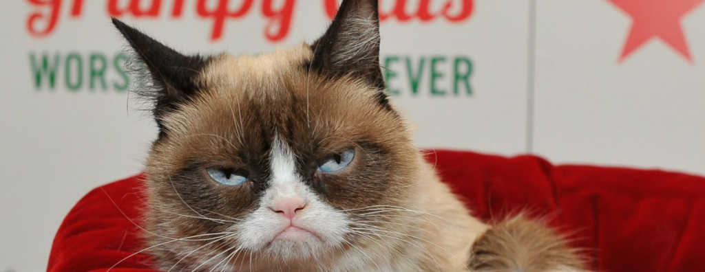 Grumpy Cat