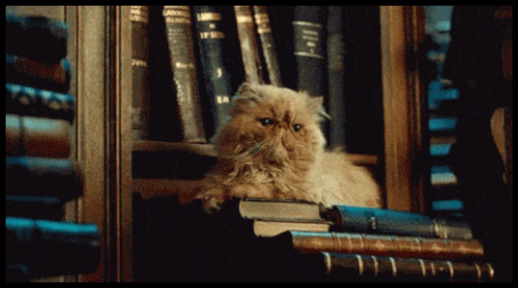 Harry Potter teoría gato Crookshanks