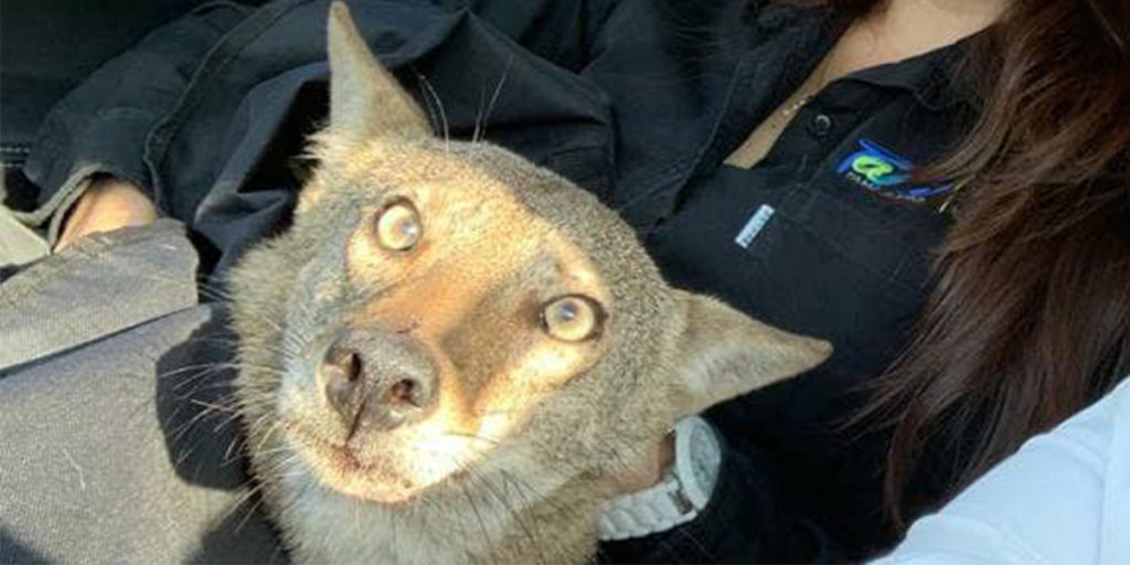 Típico que rescatas a un perro y resulta ser un coyote