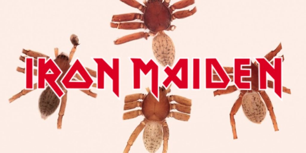 Una bióloga le puso nombres de bandas de metal a sus arañas