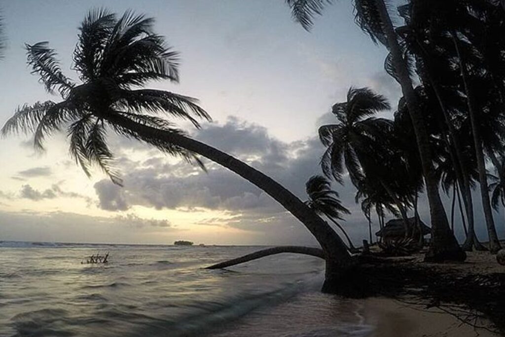 Café Marvin discurrir originario de Novad