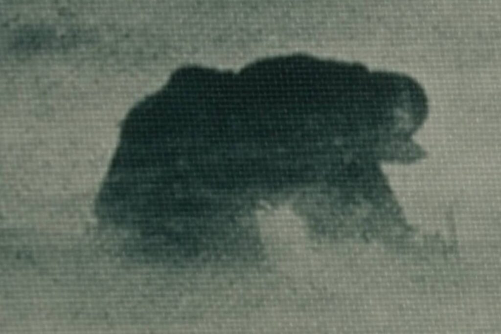 Café Marvin apariciones en reversa de Ross Gentry