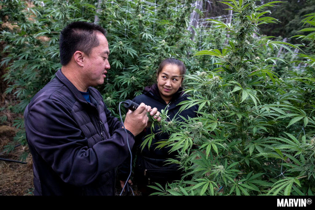 Japón Cannabis