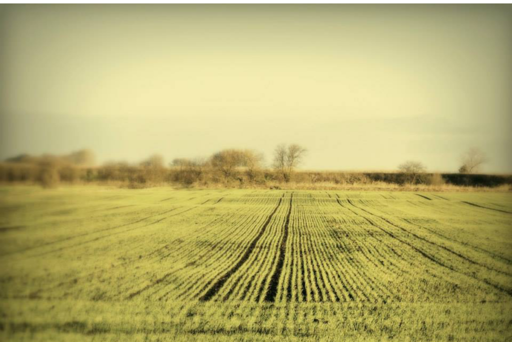 Café Marvin coloreando sospechas con Glåsbird