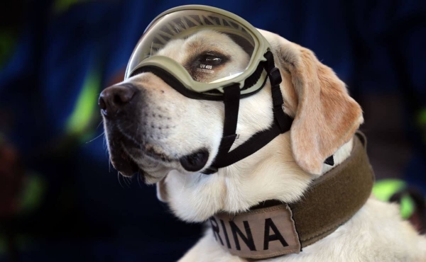 Ricardo Vicente y la historia de "La perrita rescatista" 1 ricardo vicente la perrita rescatista espana frida 1