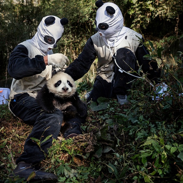 mengers flavio album resena 1