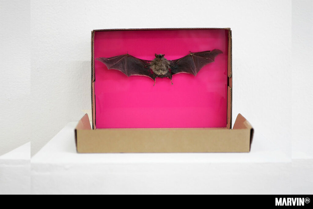 Feria Material en Maravilla Studios