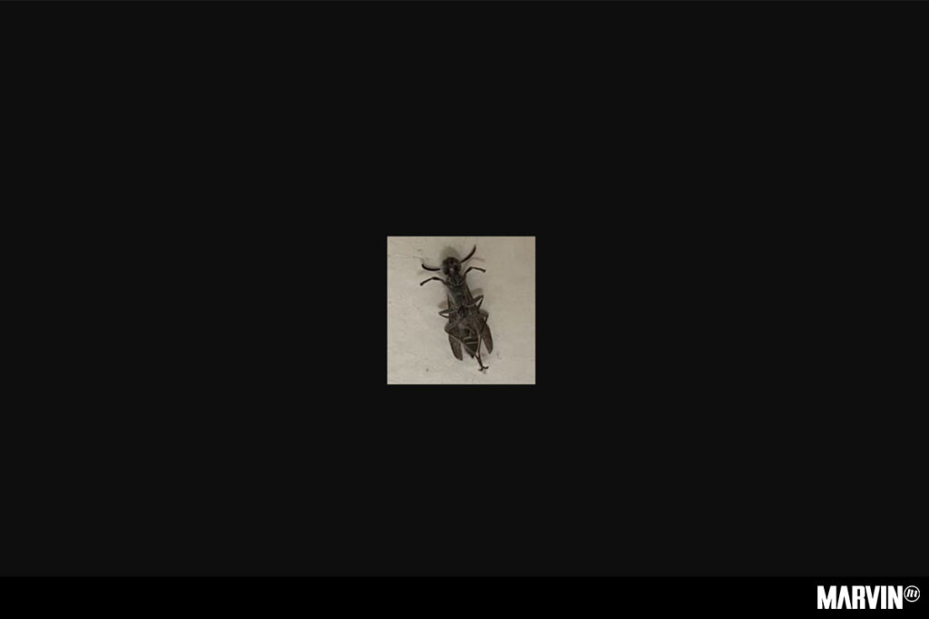 Xonambulos libera nuevo mixtape