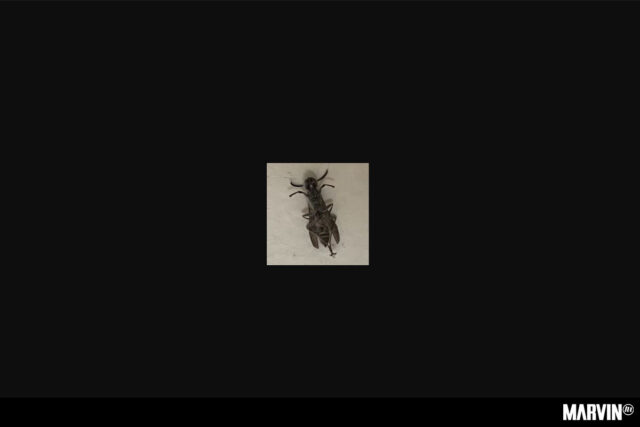 Xonambulos libera nuevo mixtape