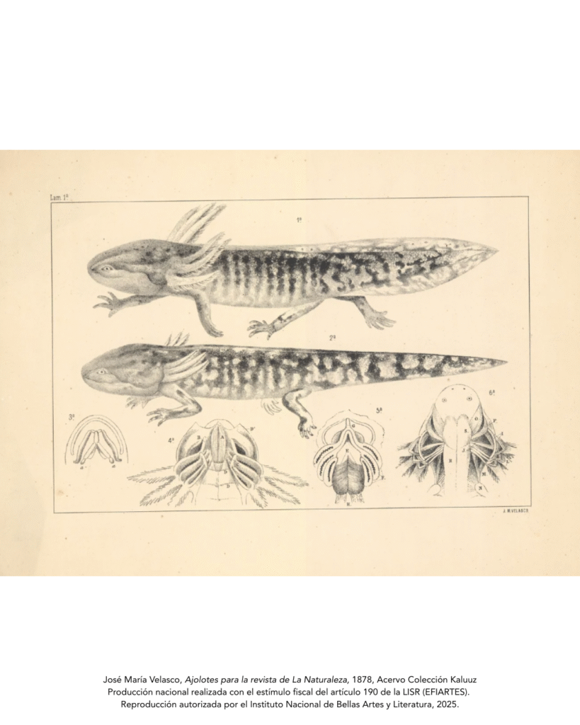 Jan Hendrix y Vía Láctea 2 Ajolotito 30 819x1024 1