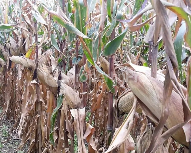 Land for sale Nakuru Town Nakuru