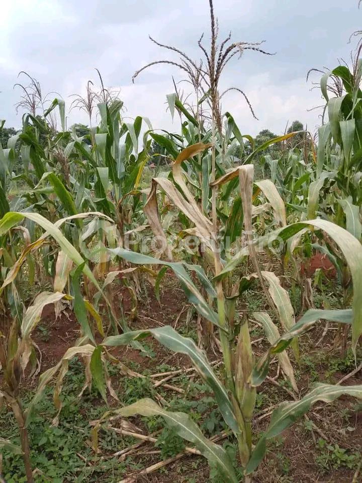 Commercial Property for sale Kayunga road  Mukono Central - 1
