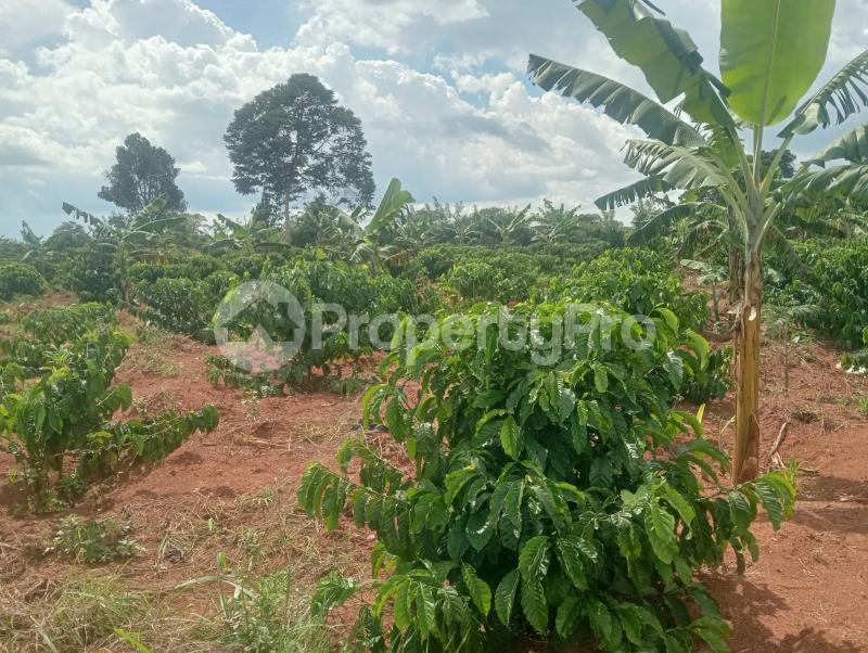 Land for sale Kalagala nakaseke Nakaseke Central - 3