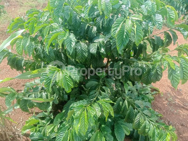 Land for sale Kalagala nakaseke Nakaseke Central - 2