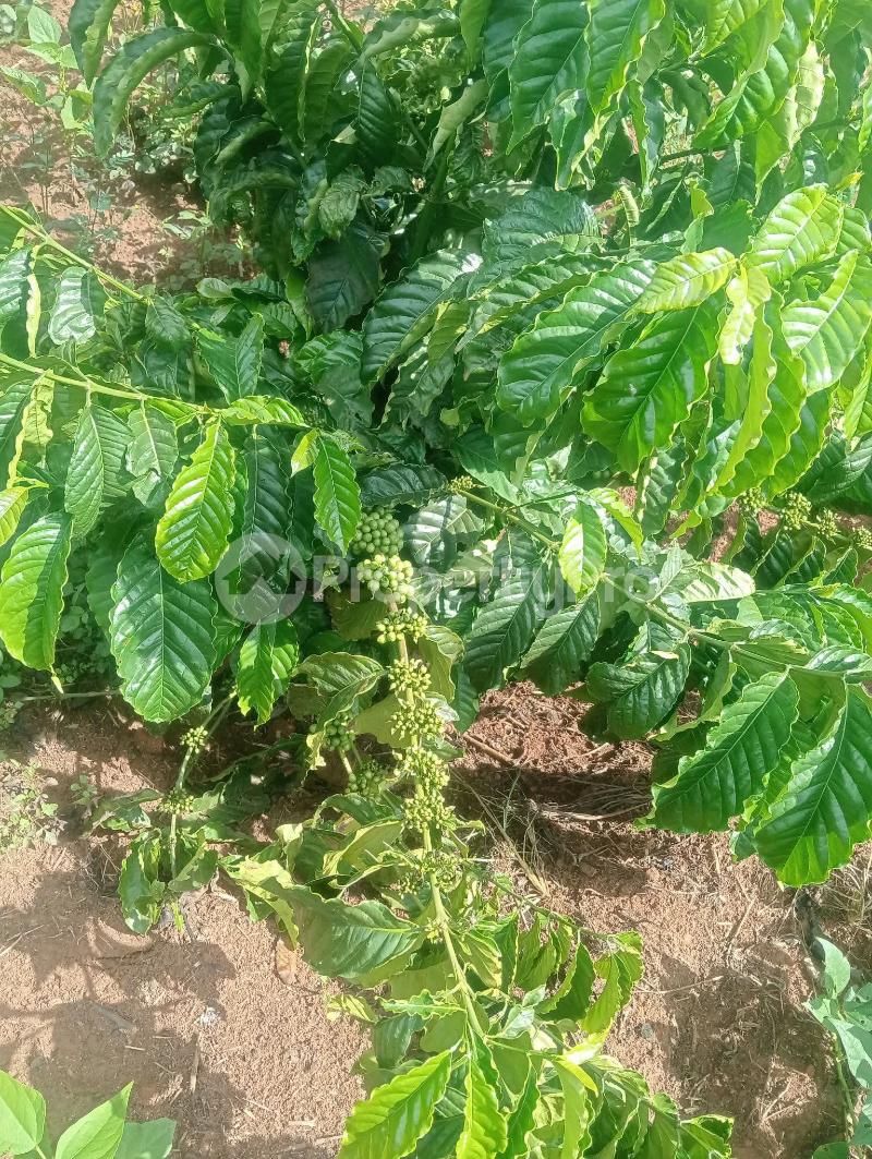 Land for sale Kalagala nakaseke Nakaseke Central - 6