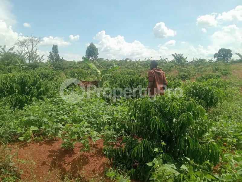 Land for sale Kalagala nakaseke Nakaseke Central - 5