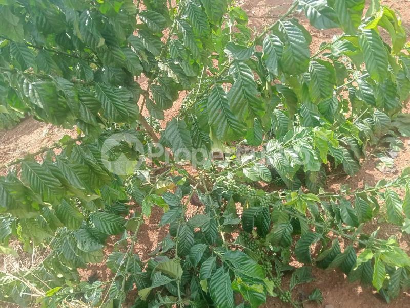 Land for sale Kalagala nakaseke Nakaseke Central - 4