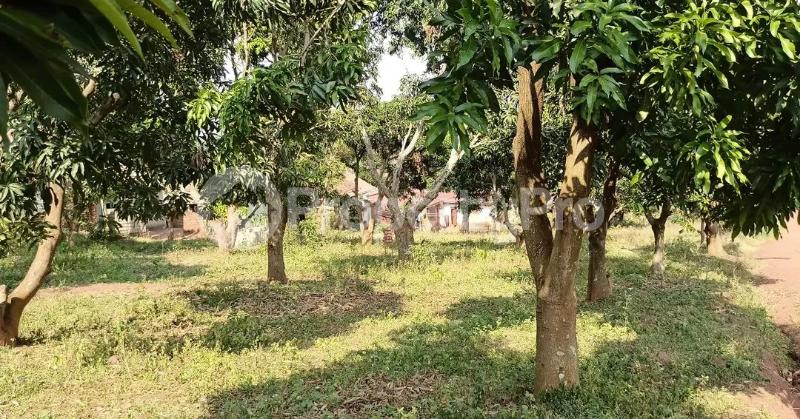 Land for sale Bugembe kyabazinga palace  Bugembe Jinja Eastern - 5