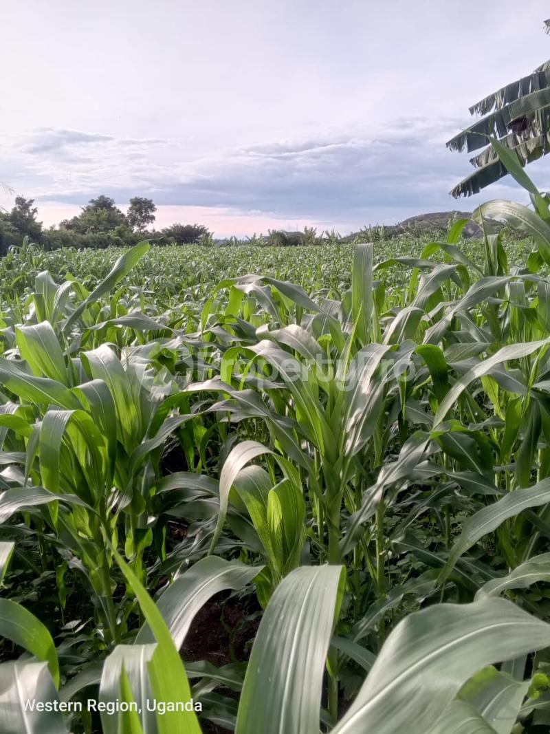Land for sale Kyaka kyegegwa  Kyegegwa Western - 2