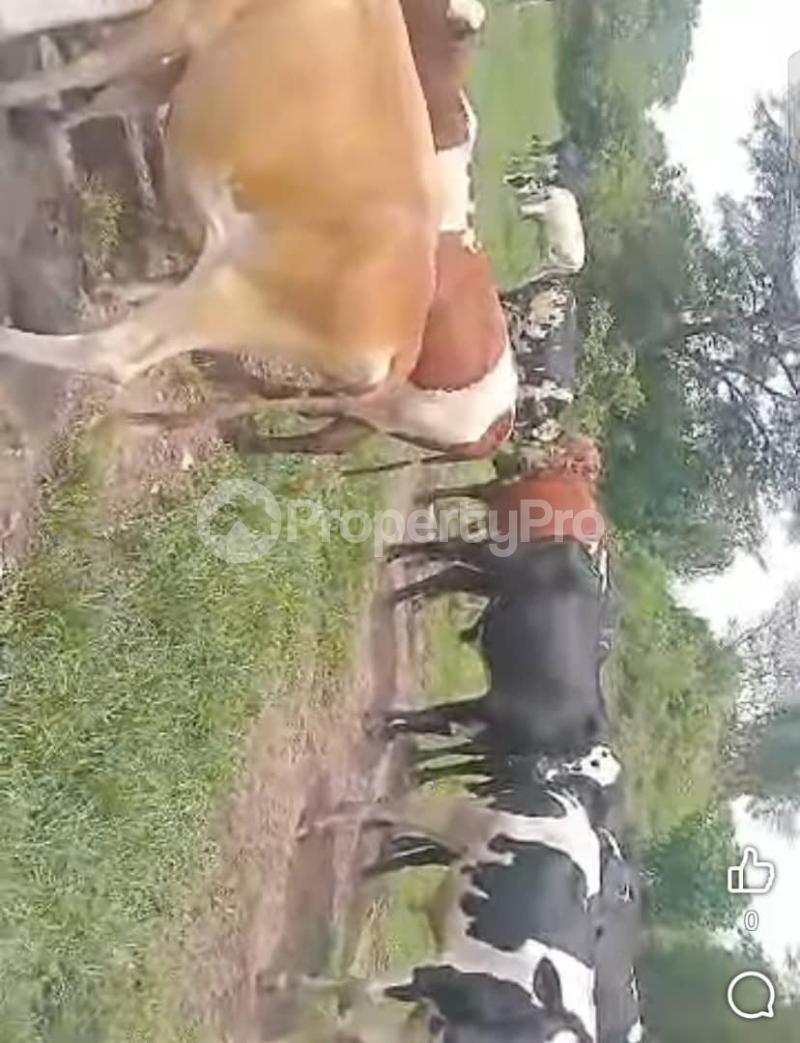 Land for sale Kapeeka nakaseke Nakaseke Central