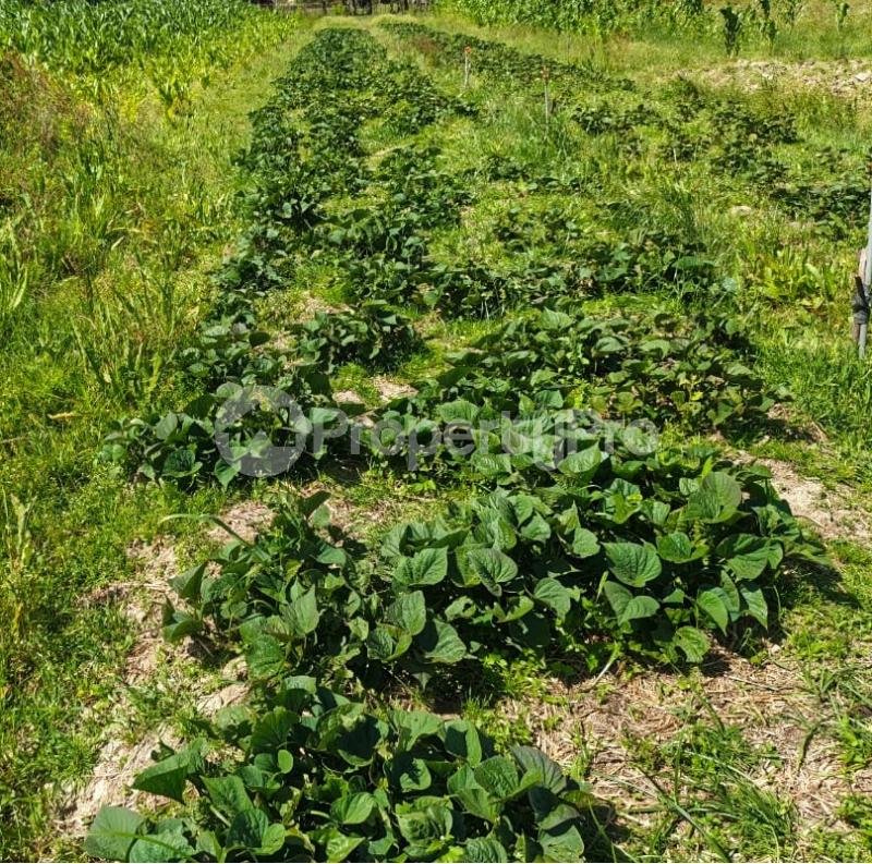 Agricultural Land for rent Nanyuki Nanyuki - 0