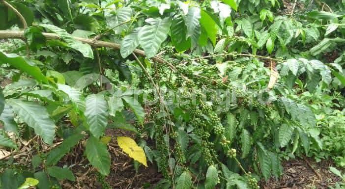 Land for sale Semuto  Nakaseke Central - 1