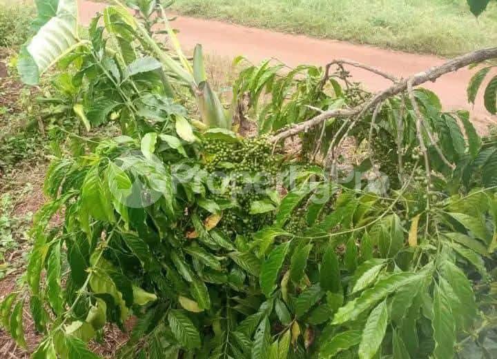 Land for sale Semuto  Nakaseke Central - 2