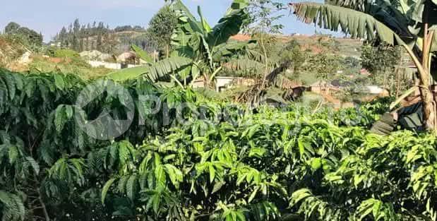 Land for sale Luwero kakinzi Luweero Central - 0