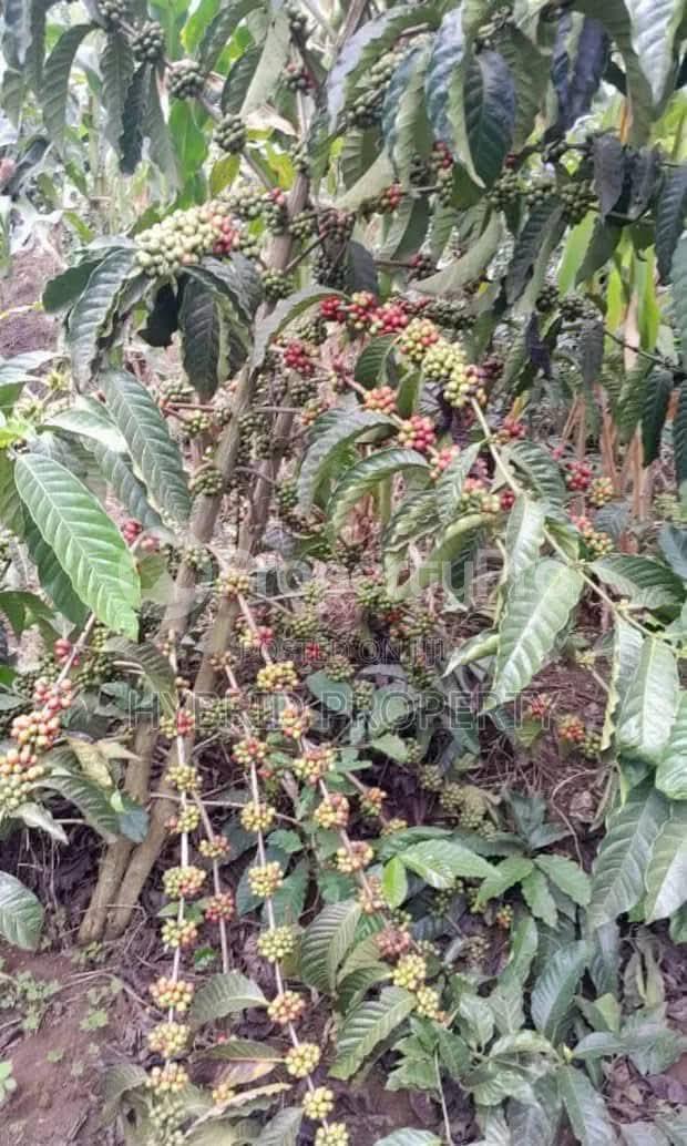 Land for sale Luwero kakinzi Luweero Central - 1