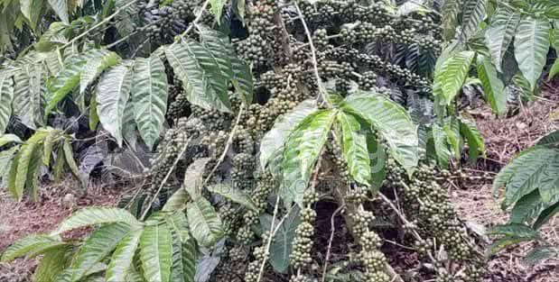 Land for sale Luwero kakinzi Luweero Central - 2