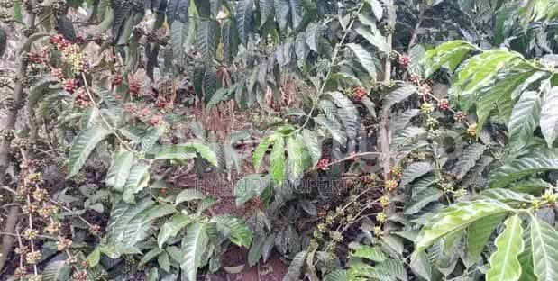 Land for sale Luwero kakinzi Luweero Central - 3