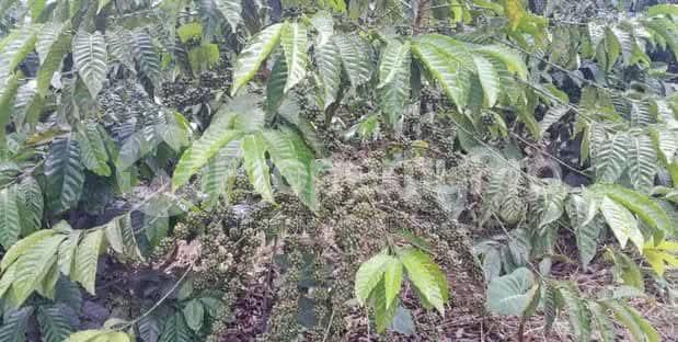 Land for sale Luwero kakinzi Luweero Central - 4