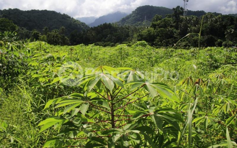 Agricultural Land for sale Mathira Nyeri (PID 9AADD) PropertyPro