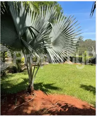 4 bedroom Houses for sale Muthaiga Nairobi