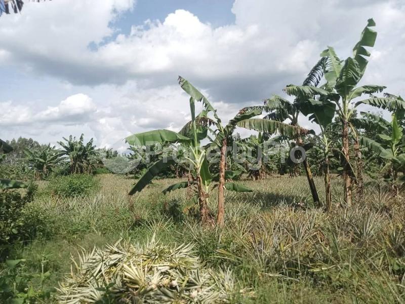 Land for sale Zirobwe wabitungulu Luweero Central - 4