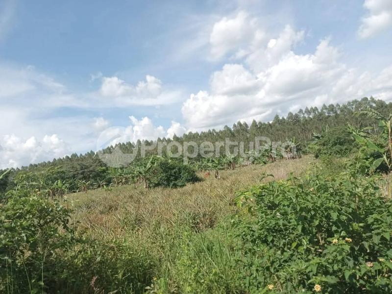 Land for sale Zirobwe wabitungulu Luweero Central - 5