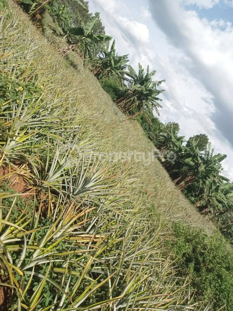 Land for sale Zirobwe wabitungulu Luweero Central - 3