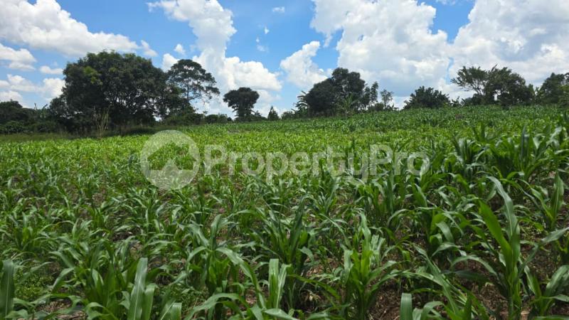 Land for sale Mpoma  Mukono Mukono Central - 1