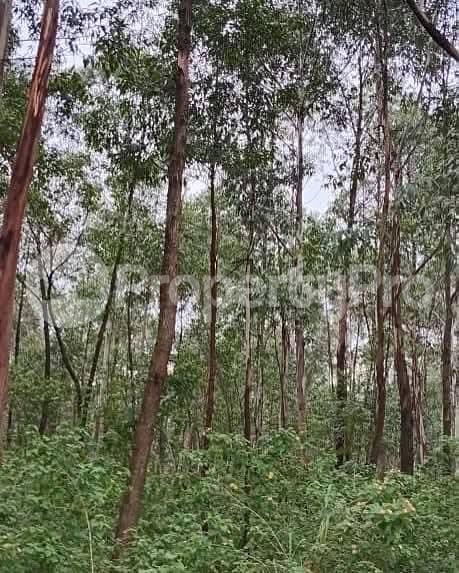 Land for sale Kayunga Galiraya  Kayunga Central - 3