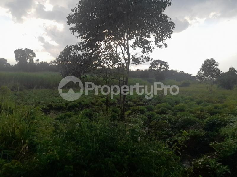 Land for sale Nagojje, Nakifuma Subcounty  Mukono Mukono Central - 2