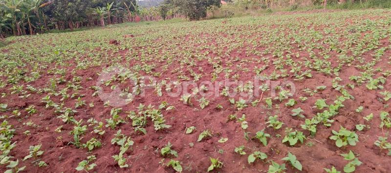 Land for sale Busika town council  Gayaza Wakiso Central - 1