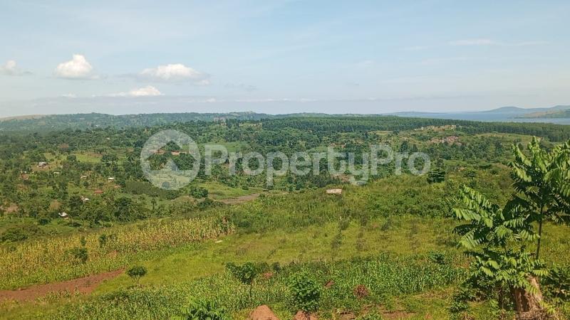 Land for sale Nkokonjeru katosi road  Buikwe Central - 3