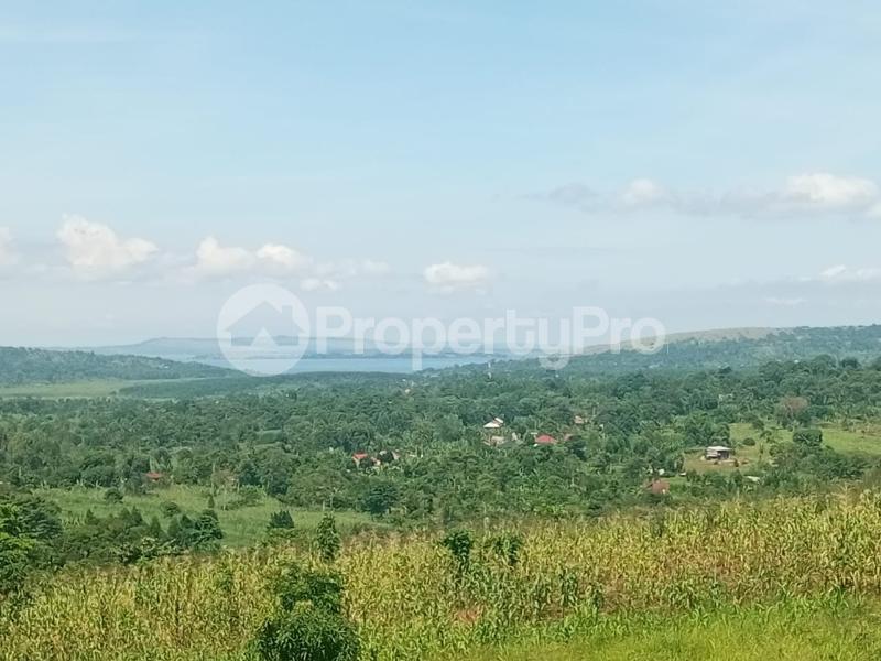 Land for sale Nkokonjeru katosi road  Buikwe Central - 4