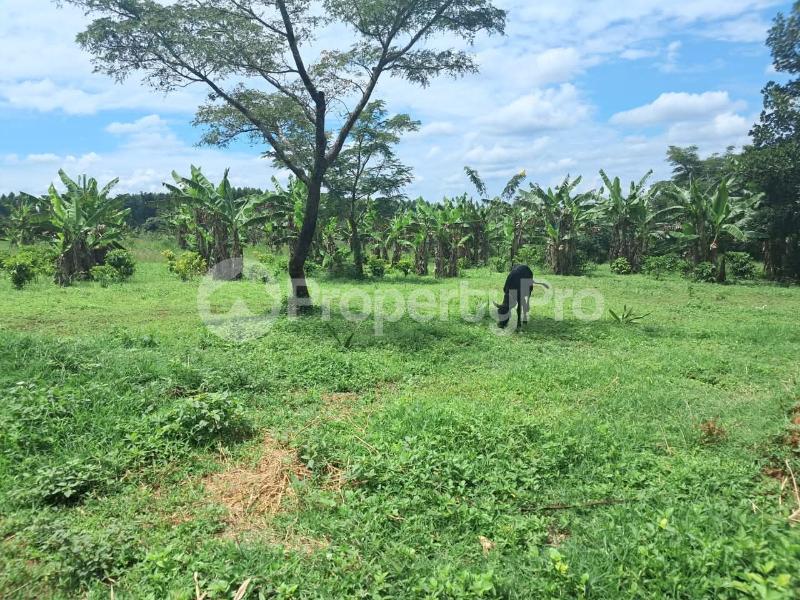 Land for sale Luwero wobulenzi  Luweero Central - 3