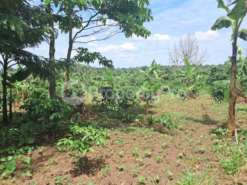 Land for sale Luwero wobulenzi  Luweero Central - 7
