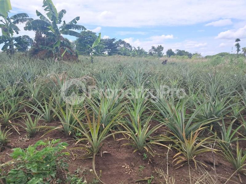 Land for sale Luwero wobulenzi  Luweero Central - 6