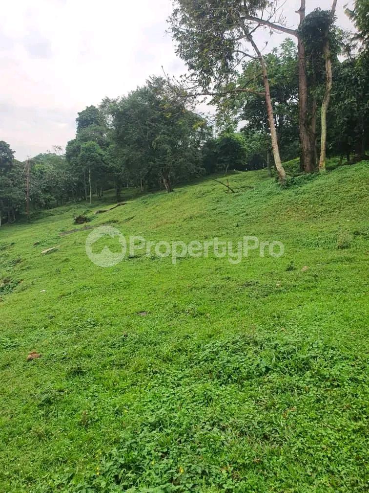 Land for sale Kalagalala Kalangala Central - 3
