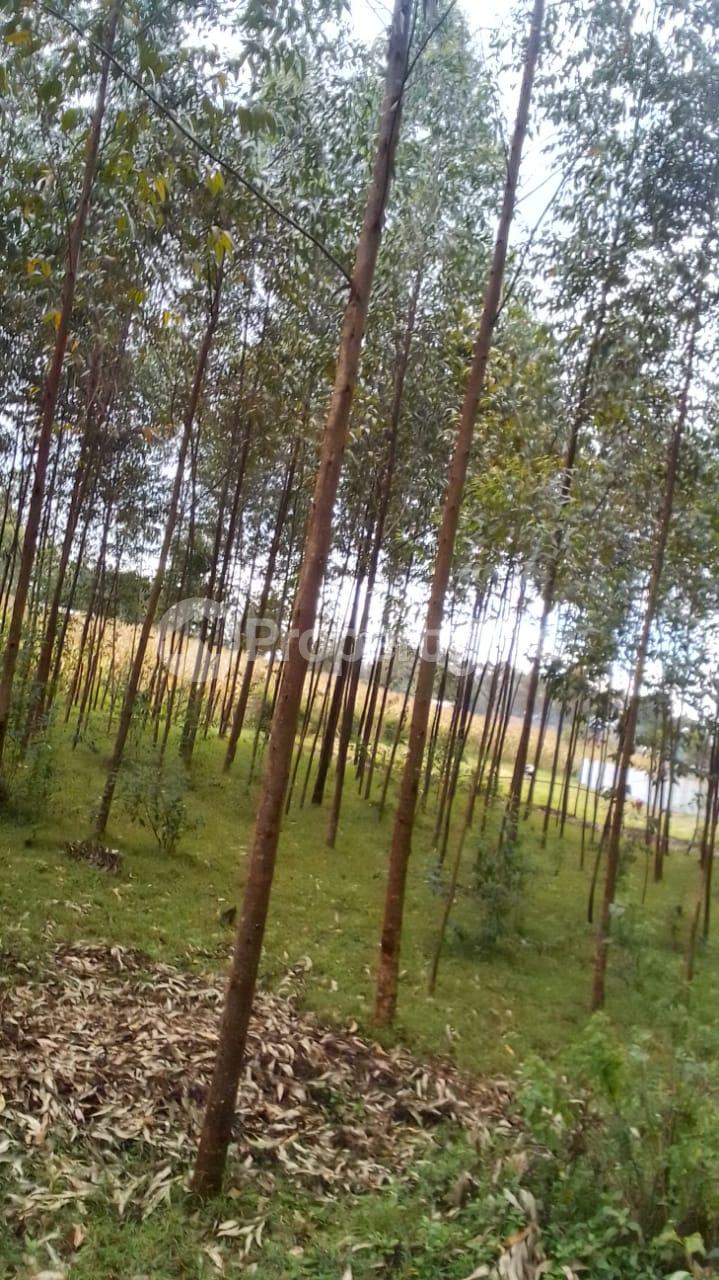 Residential Land for sale kwanza Trans Nzoia (PID 0AFRH) PropertyPro